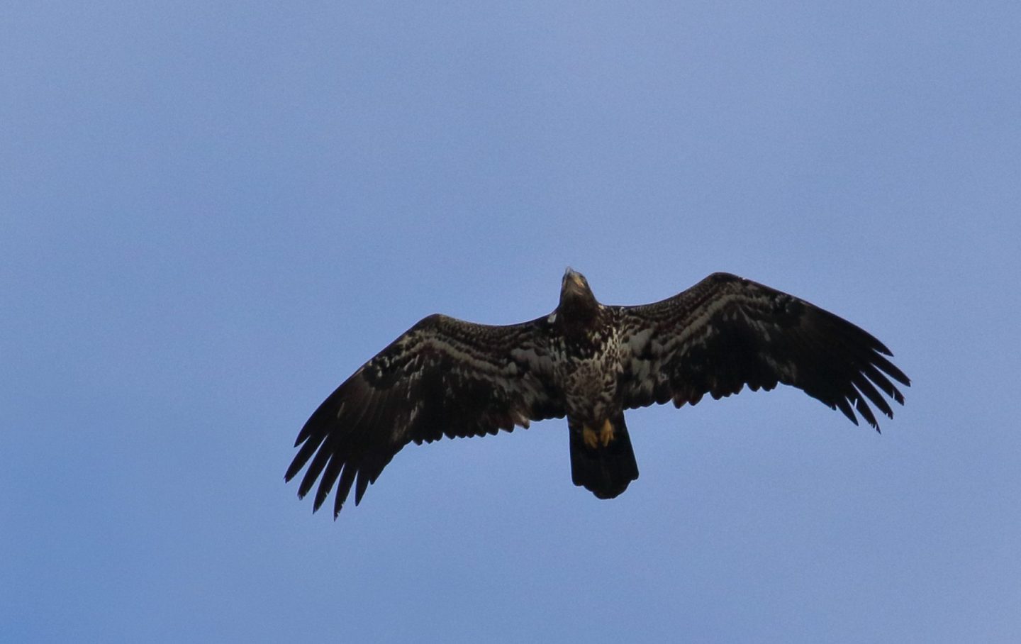 Juvenile eagle, photo by Kimberle Stark: a young eagle viewed from below, soaring in the sky with a blue-gray background.