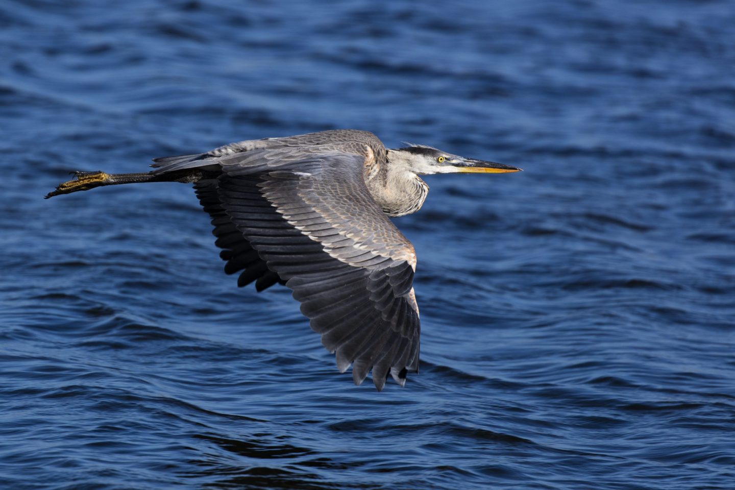 Waterfront Birding for Beginners with Seattle Audubon featured image