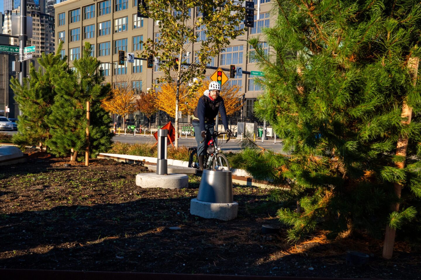 A man on a bicycle uses the new bike lane along Alaskan Way. Young, verdant pine trees line the path in the foreground.