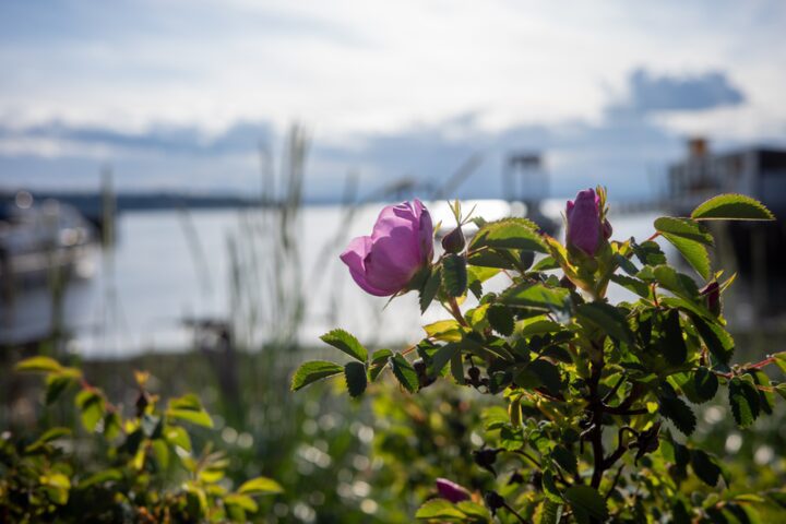 Native pink flower in focus with green plants in the background along the Pioneer Square Habitat Beach