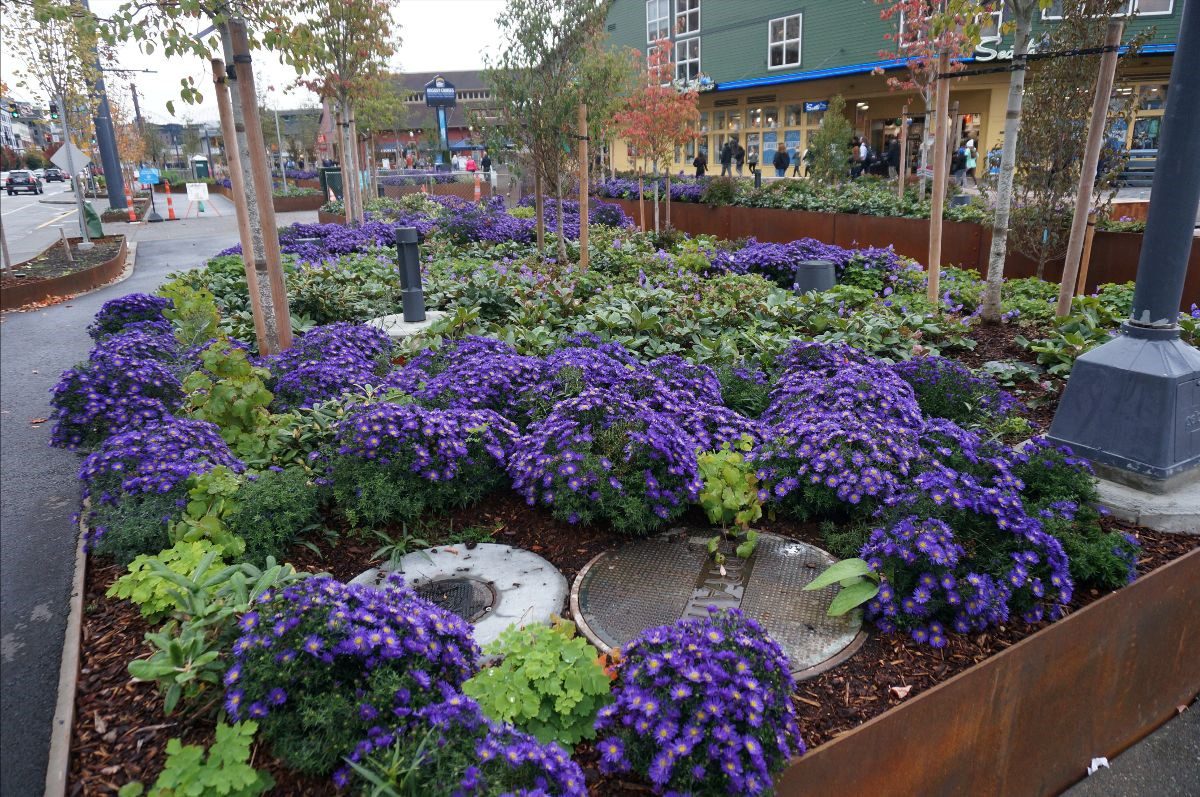 This image showcases a landscaped area abundant with bright purple flowering plants, complemented by young trees and other greenery.